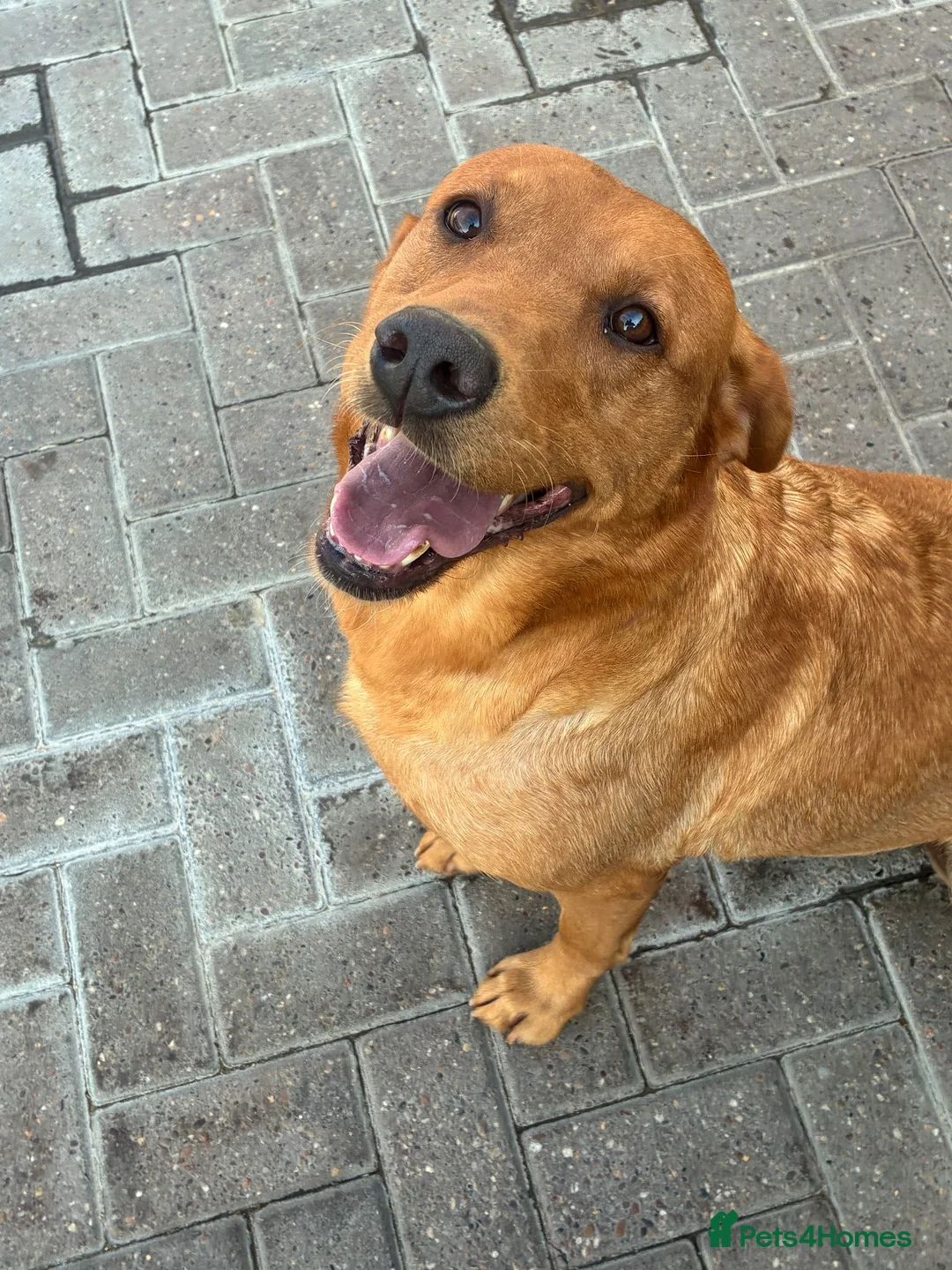 Labrador Retriever dogs for sale: Kc fox red Labrador 5 years old  - Advert 4