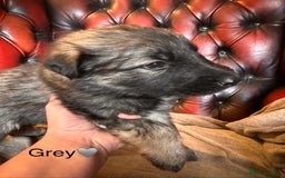 German Shepherd dogs for sale: Long-Haired Straight Back German Shepherd Puppies - Image 11
