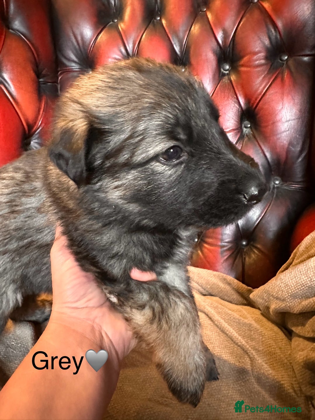 German Shepherd dogs for sale: Long-Haired Straight Back German Shepherd Puppies - Image 11