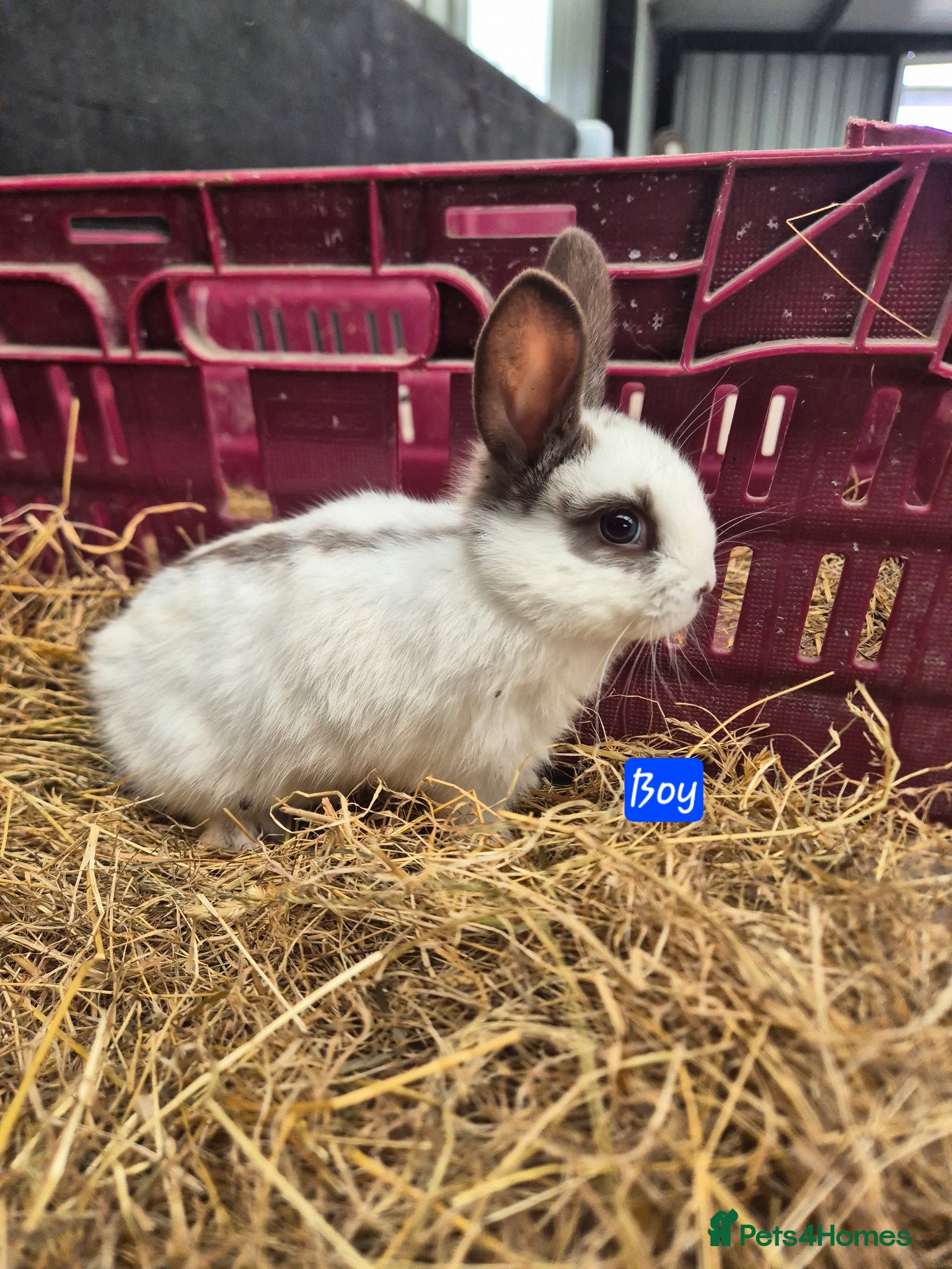 Mini Lop rabbits Baby Bunnies looking for new homes - Advert 19