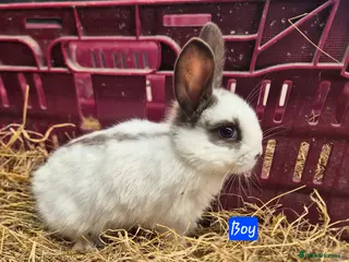 Mini Lop rabbits Baby Bunnies looking for new homes - Advert 19
