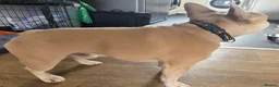 French Bulldog dogs for stud: Male french bulldog for stud  - Advert 3
