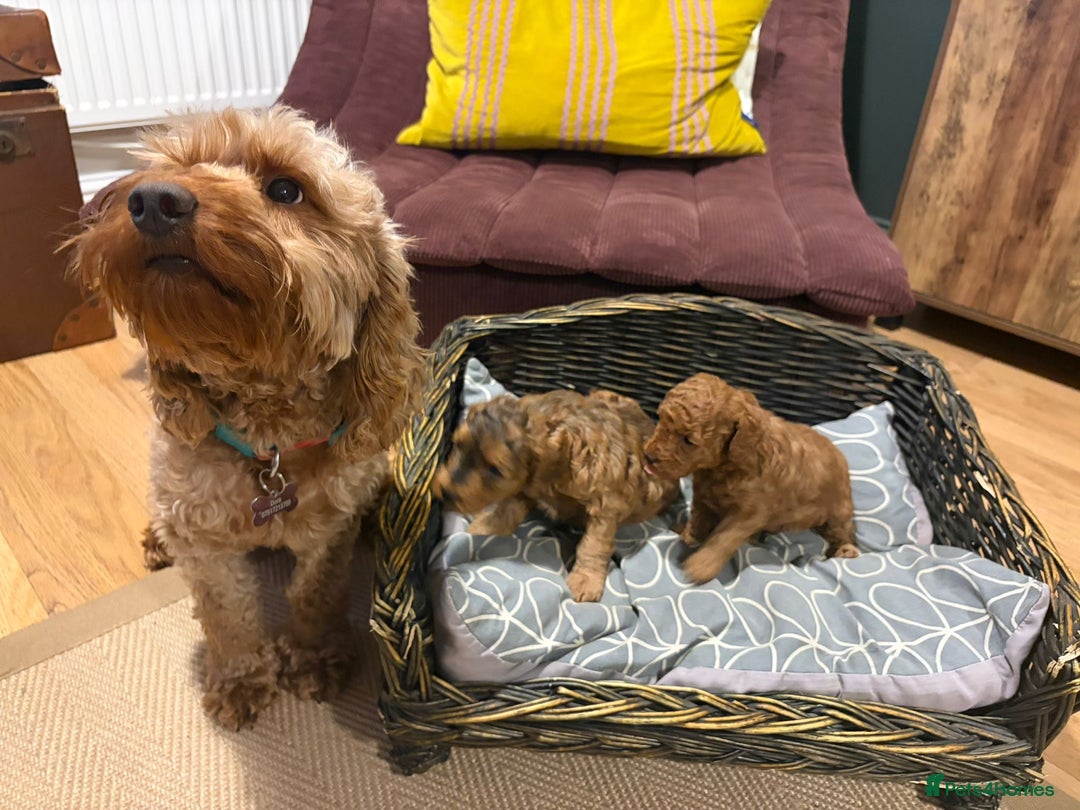 Cockapoo dogs for sale: 💥 Beautiful health checked F1B cockapoos 💥  - Advert 13