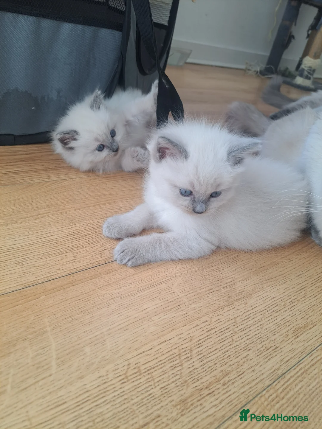 Ragdoll cats for sale: beautiful ragdolls - Advert 4
