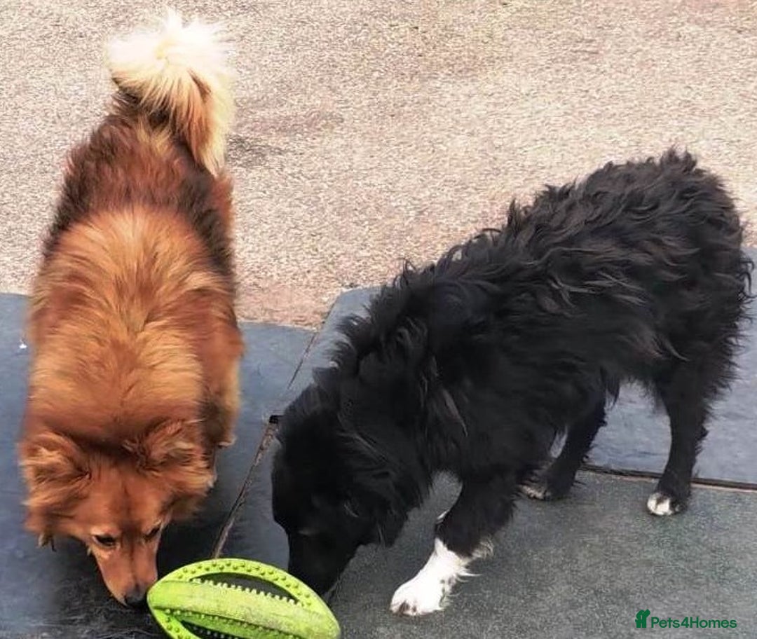 Mixed Breed dogs for adoption: MONTY – an example of Resilience and Devotion - Advert 13