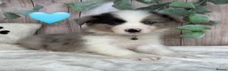 Border Collie dogs for sale: Gorgeous Border Collie Puppies  in Wisbech - Advert 9