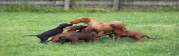 Mixed Breed dogs for sale: STUNNING VISZLSMANS - Advert 1