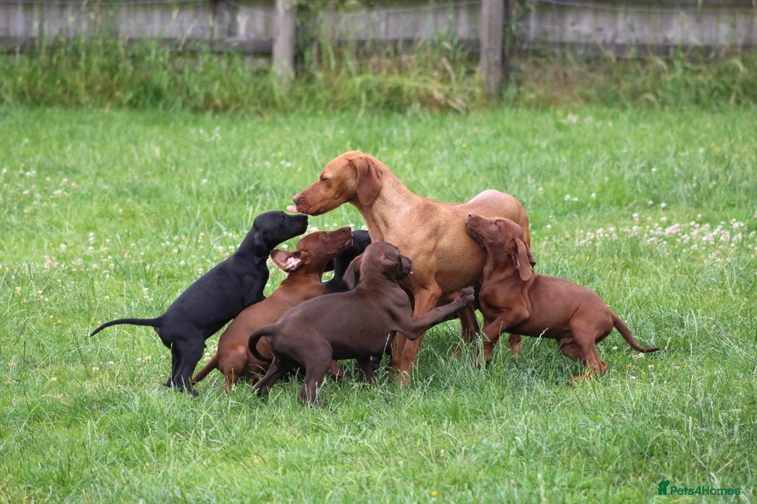 Mixed Breed dogs for sale: STUNNING VISZLSMANS - Advert 1