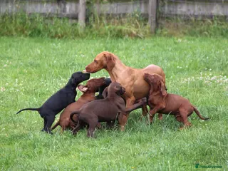 Mixed Breed dogs STUNNING VISZLAMANS - Advert 1