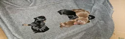 Miniature Dachshund dogs for sale: Miniature Daschund puppies 5 male - Advert 10