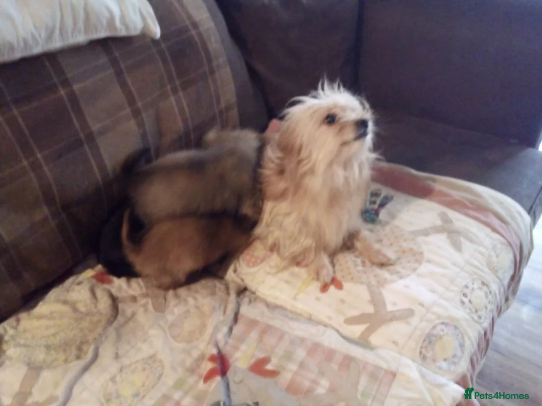 Chorkie dogs for sale: Chihuahua x gold dust yorkie in Cardigan - Advert 2