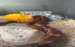 Corn Snake reptiles for sale: male corn snake - Image 1