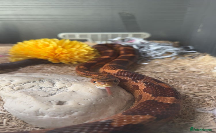 Corn Snake reptiles - Advert 2