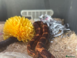 Corn Snake reptiles - Advert 4