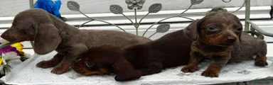 Dachshund 1