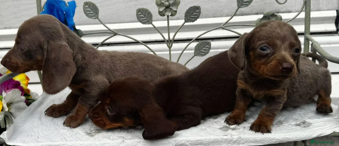 Dachshund dogs for sale: Ready to leave Daschund puppies🐶💙 - Advert 1