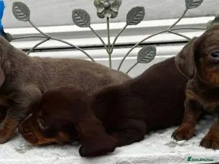Dachshund dogs Ready to leave Daschund puppies🐶💙 - Advert 4