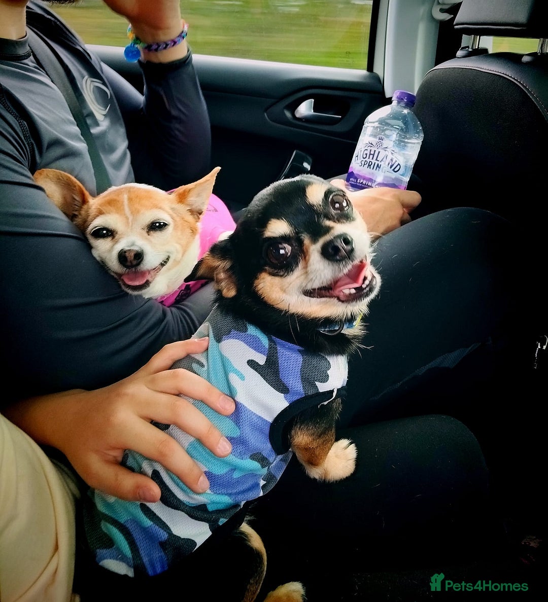 Chihuahua dogs for stud: Handsome Chihuahua Boy Available For Stud! - Advert 7