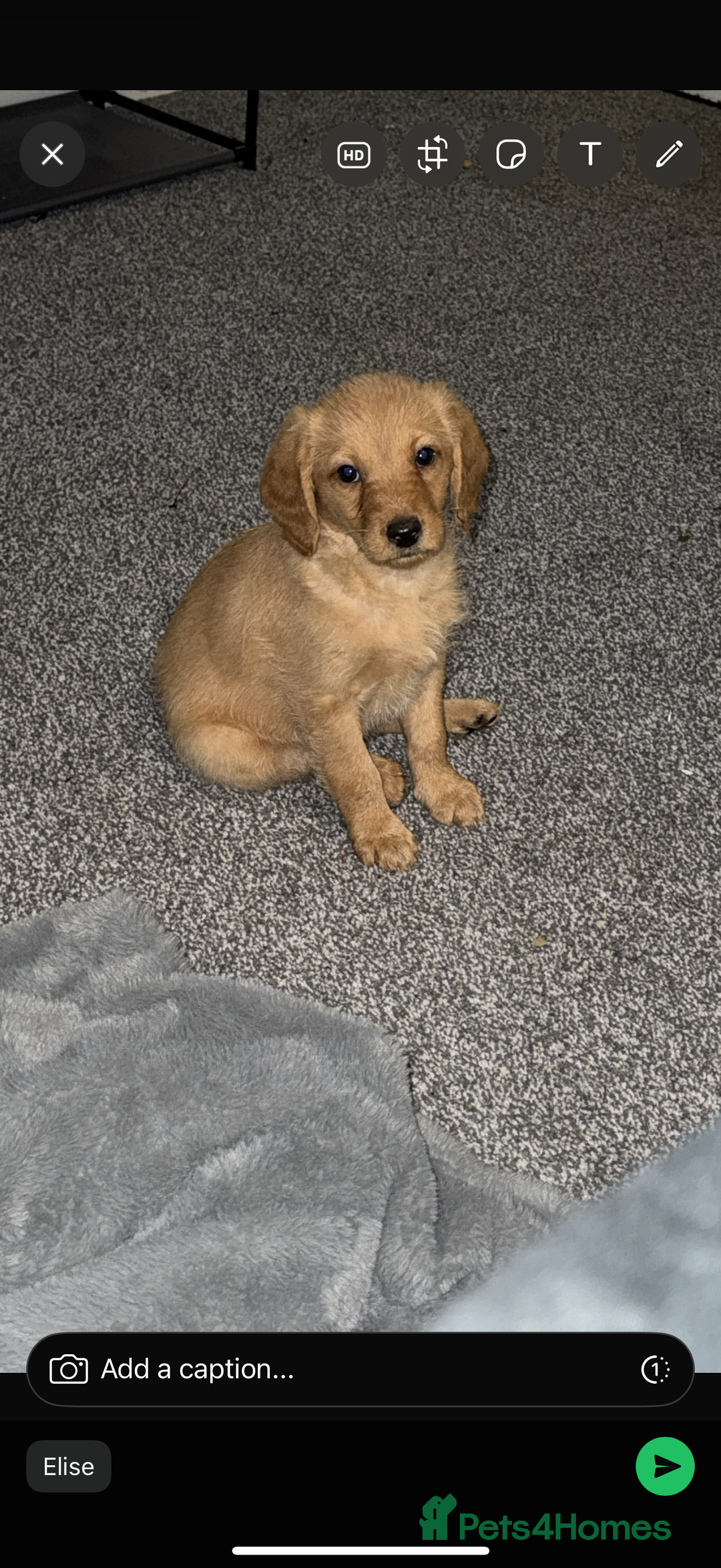 Labradoodle dogs for sale: Gorgeous Labradoodle pup  - Advert 7