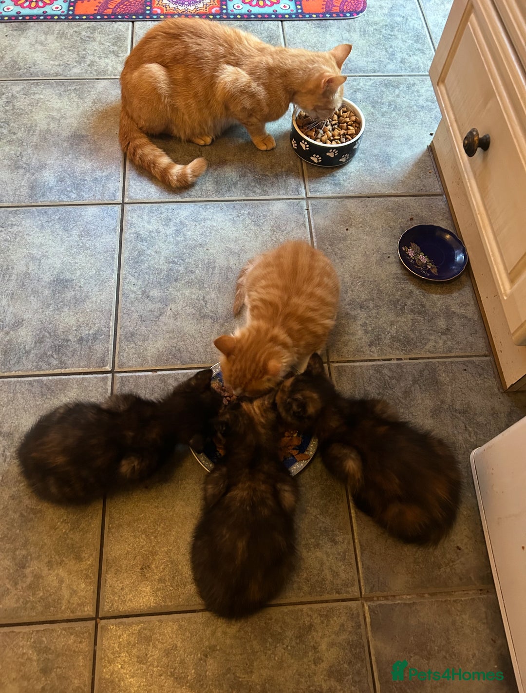 Mixed Breed cats for sale: A BOY AND A GIRL, READY NOW  - Image 20