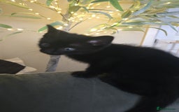 Mixed Breed cats for sale: Male kittens  - Image 3