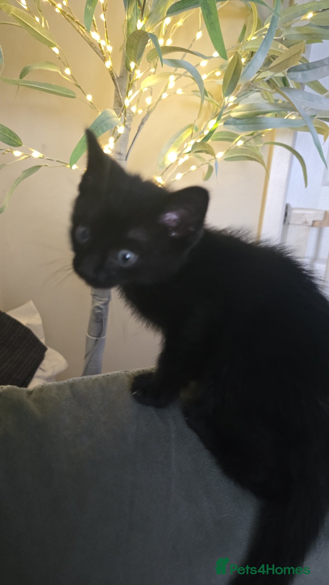Mixed Breed cats for sale: Male kittens  - Image 3