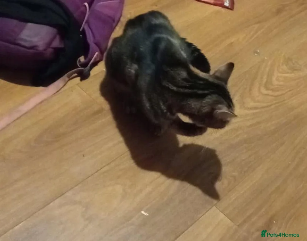 Mixed Breed cats for sale: Her name is tabby she is a bengal britishshorthair in Birmingham - Advert 2