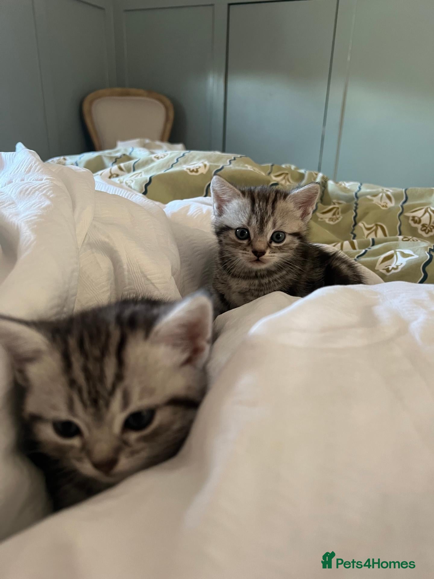 British Shorthair cats British shorthair tabby chinchilla cross kitens  - Advert 1