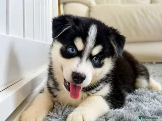 Pomsky dogs Ready Now - F3 Pomsky Puppies - Advert 2