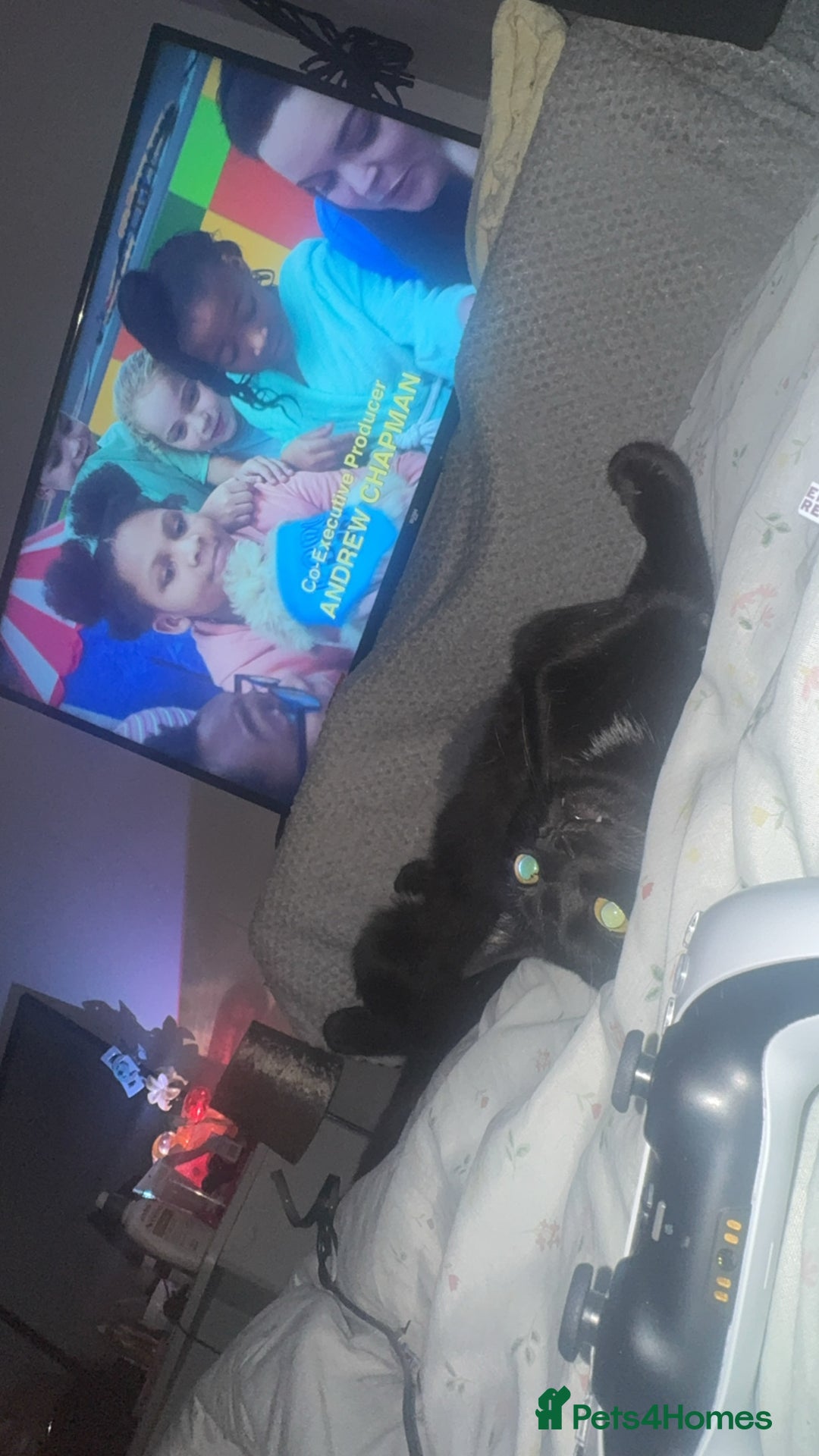 Siamese cats for sale: 2 boy cats  - Image 2
