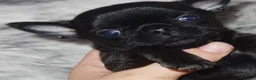Chihuahua dogs for sale: EXTENSIVELY HEALTH TESTED KC REG CHIHUAHUAS  - Advert 15