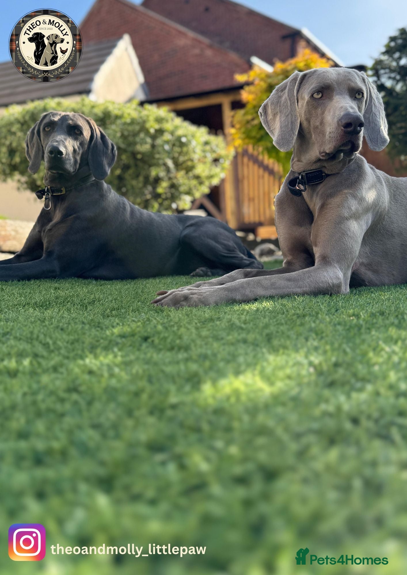Weimaraner dogs  ❤️Adorable KC-Registered Weimaraner Puppies❤️ - Advert 1