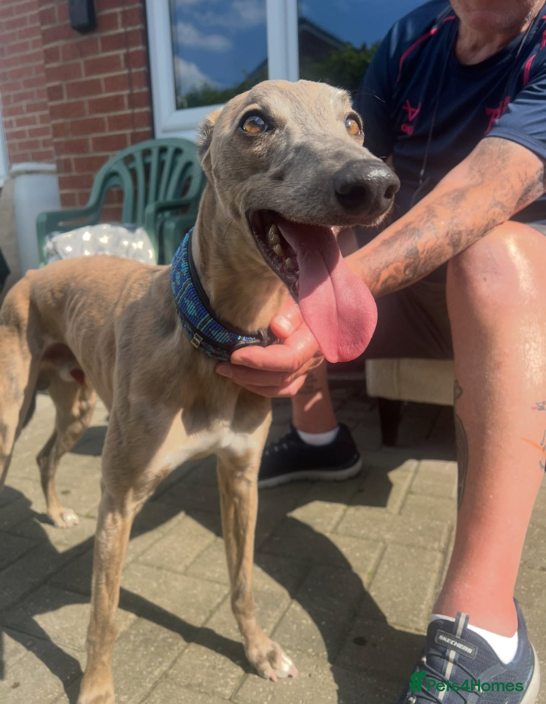 Whippet dogs for sale: 💙 Whippet Puppies – Beautiful Blue Litter 💙 - Image 19