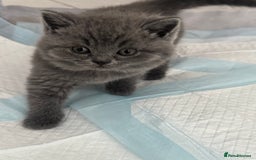 British Shorthair cats for sale: Pedigree British shorthair (Bi colour gene) in Birmingham - Image 17