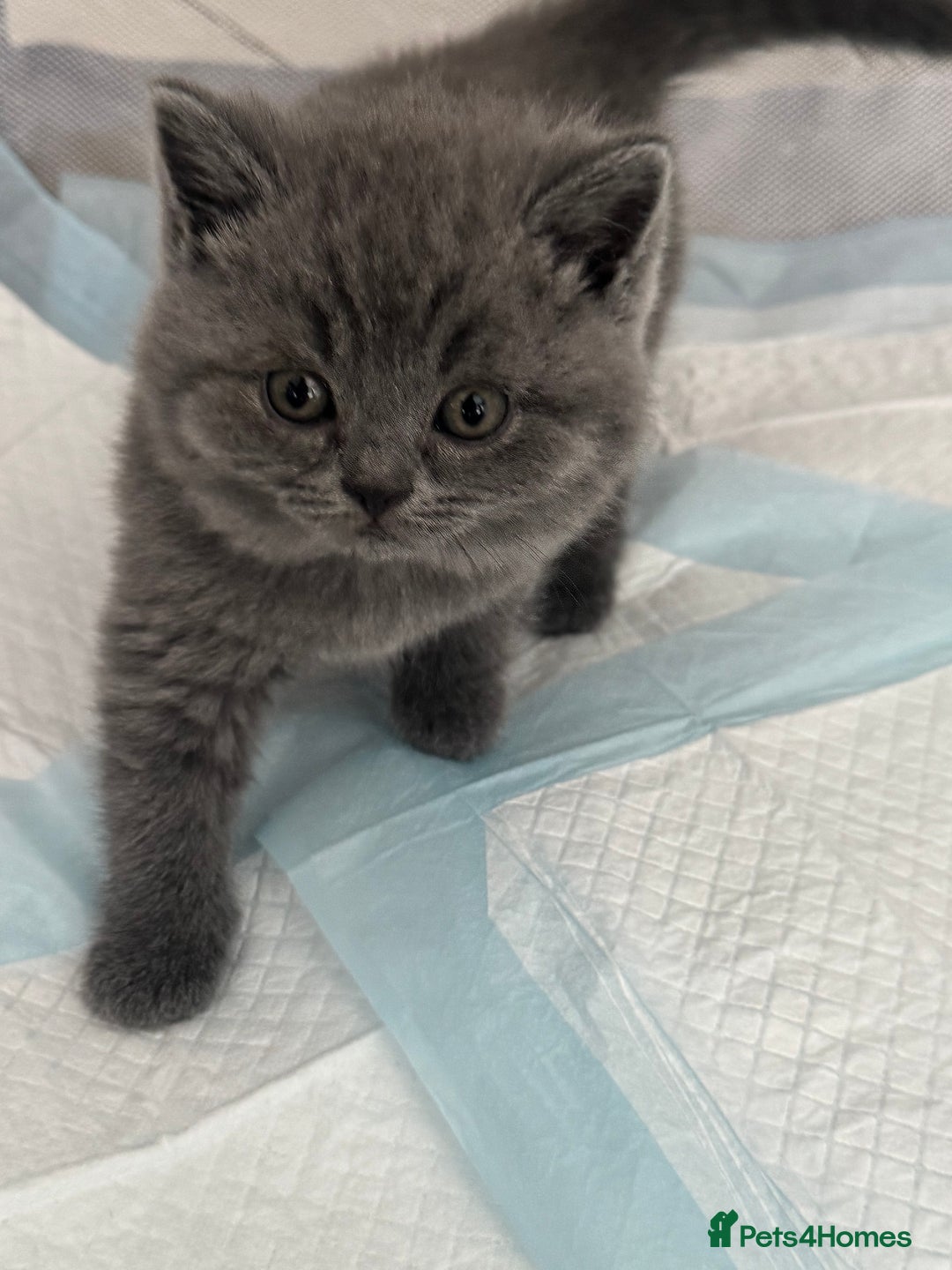 British Shorthair cats for sale: Pedigree British shorthair (Bi colour gene) in Birmingham - Image 17