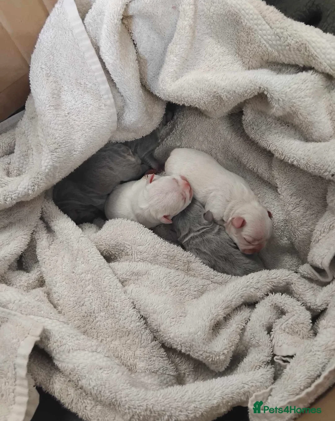 French Bulldog dogs for stud: **LILAC & TAN PLATINUM CARRYING TESTABLE CHOC** in Sheerness - Advert 16