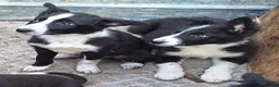 Border Collie dogs for sale: 6 adorable border collie pups in Bala - Advert 2