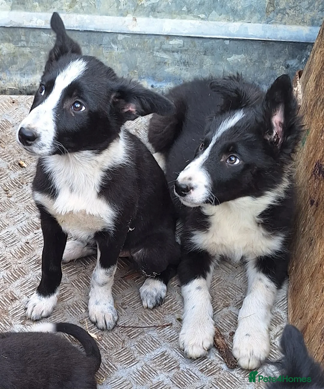Border Collie dogs for sale: 6 adorable border collie pups in Bala - Advert 2