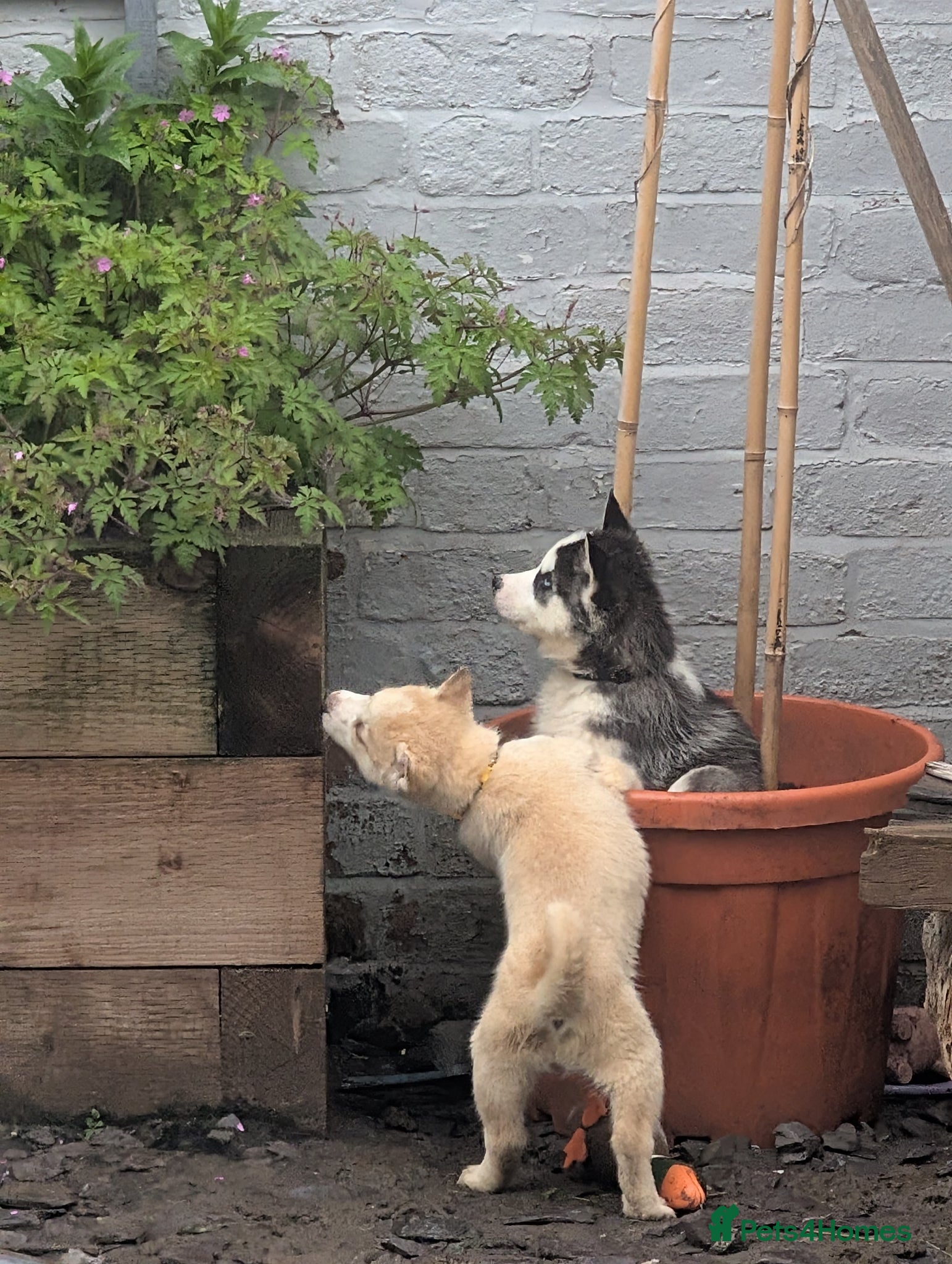 Siberian Husky dogs for sale: Siberian Husky puppies - Advert 25