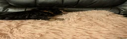 Chihuahua dogs for sale: Three small Yorkshire terriers for sale - Advert 24