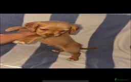 Cocker Spaniel dogs for sale: Ready to leave  - Image 2