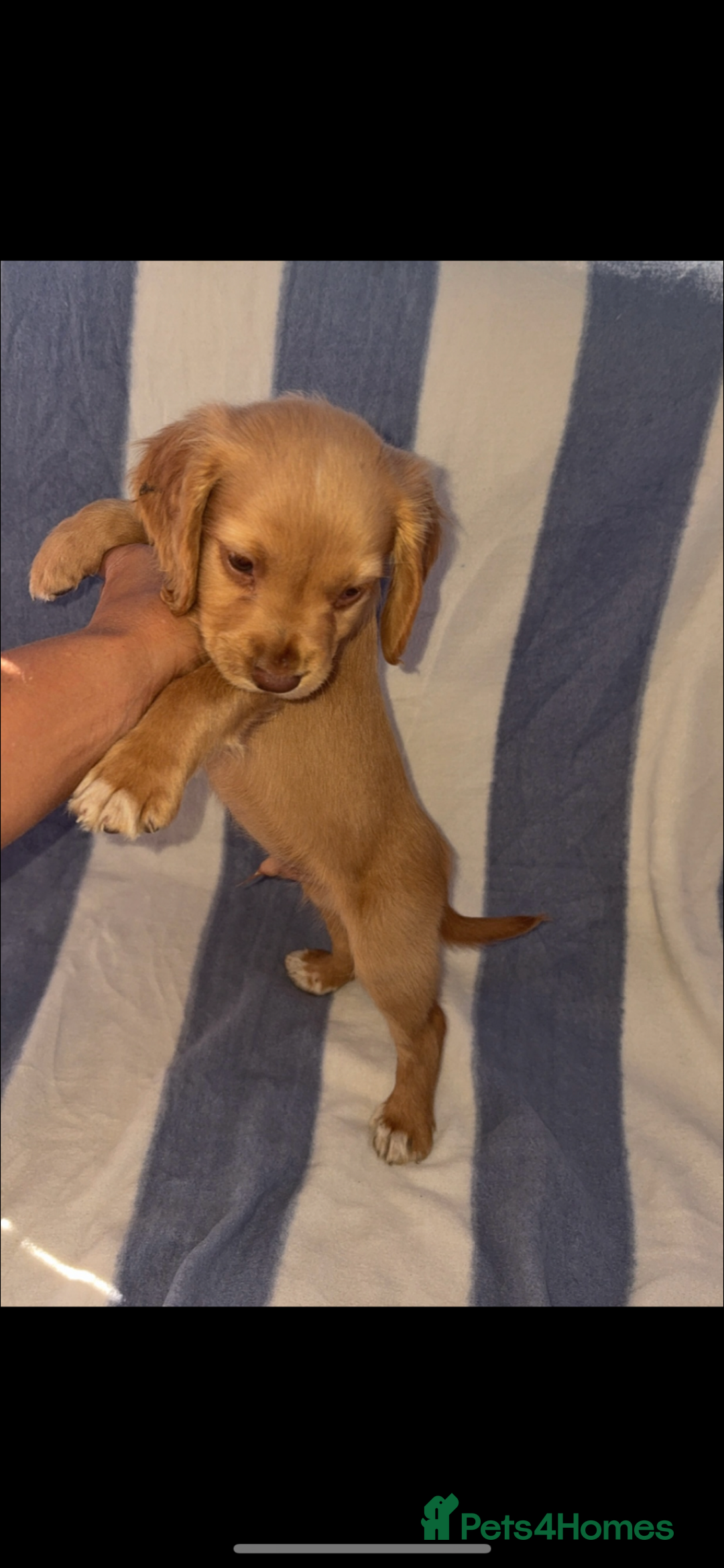 Cocker Spaniel dogs for sale: Ready to leave  - Image 2