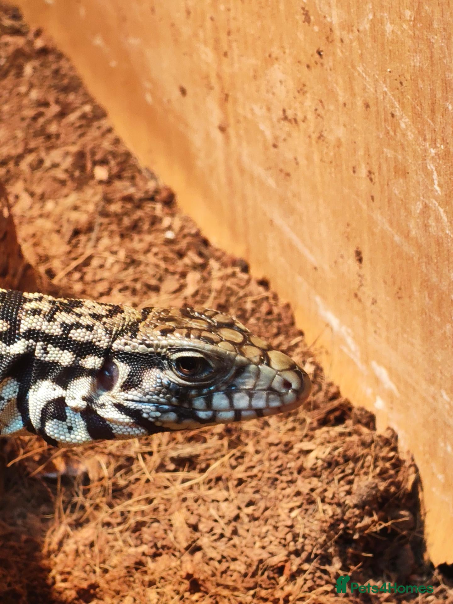 Monitor reptiles for sale: Tegu baby - Advert 1