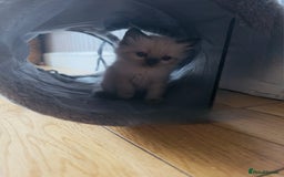 Ragdoll cats for sale: Ragdoll kittens - Image 3