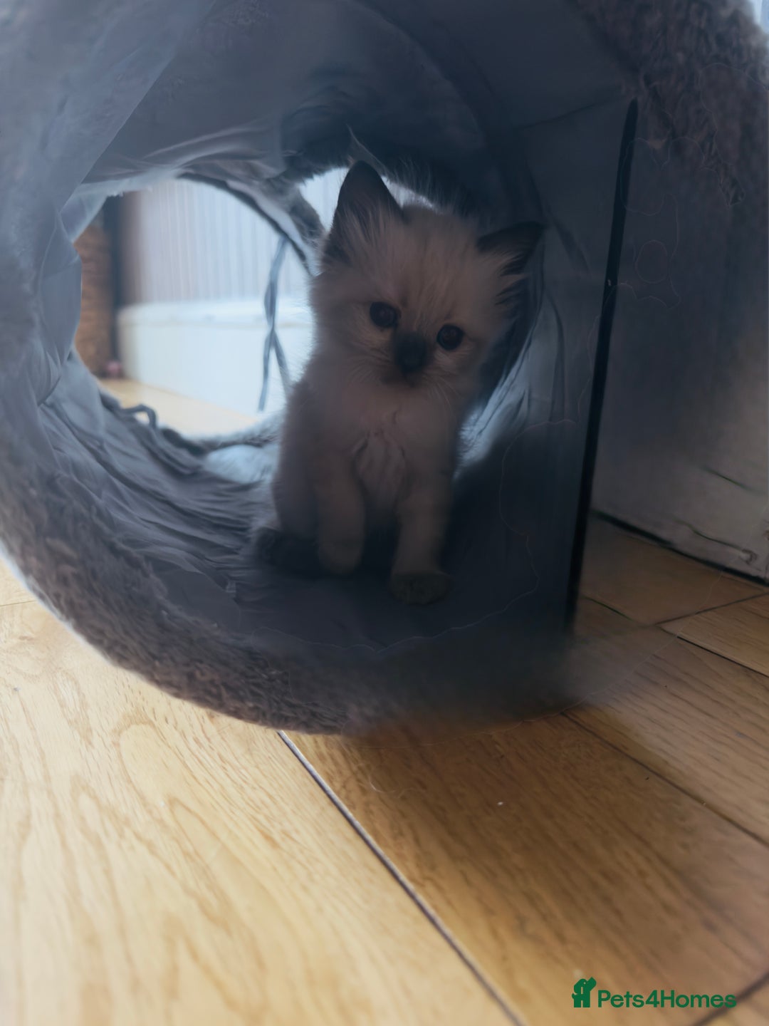 Ragdoll cats for sale: Ragdoll kittens - Image 3