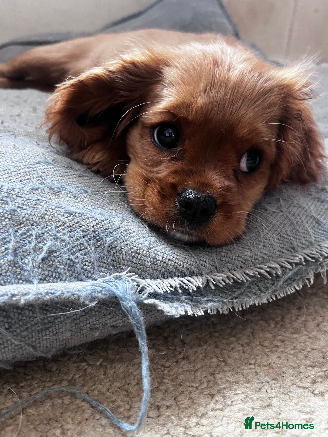 Cavalier King Charles Spaniel dogs for sale: KC cavalier King Charles dna clear  - Image 8