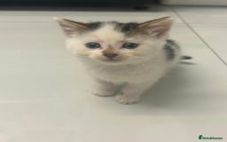 British Longhair cats for sale: North london kittens - Image 1