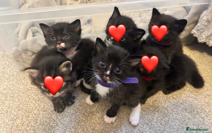 Ragdoll cats - Advert 7