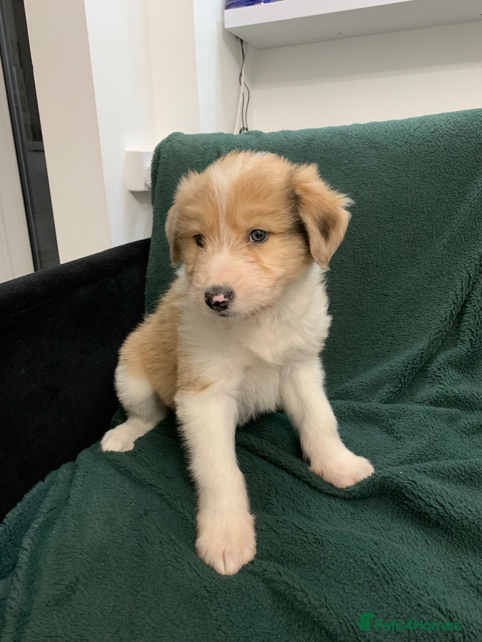 Mixed Breed dogs Old style Lurcher puppies - Advert 13