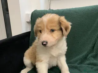 Mixed Breed dogs Old style Lurcher puppies - Advert 13